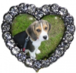 Custom Dog Heart